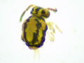 Dicyrtomina saundersi